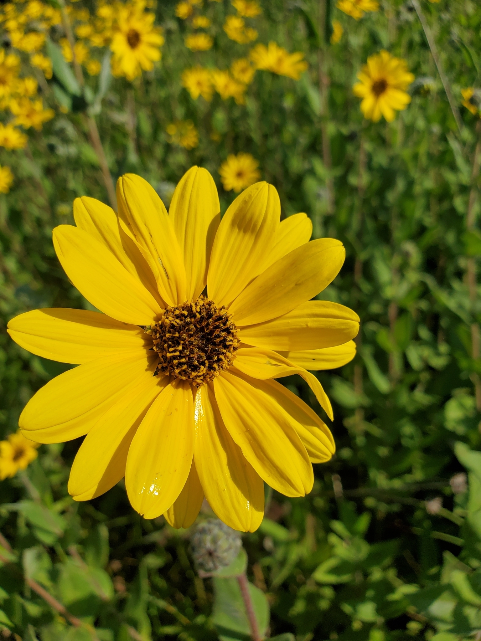 Helianthus mollis
