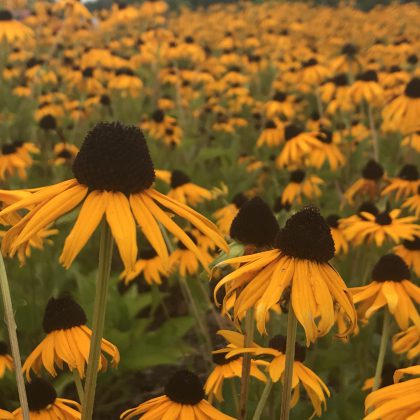 Close up view of a field of yellow flowers
